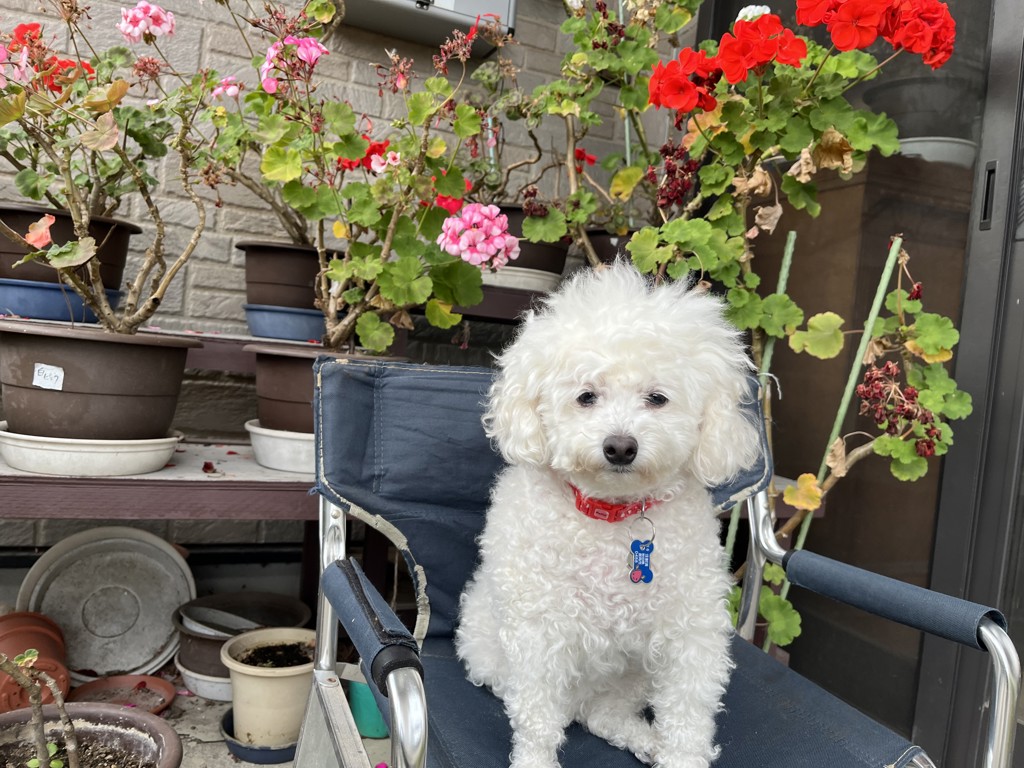 めろ