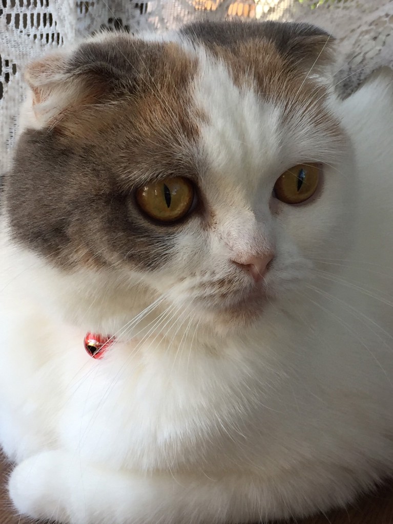 ユーザーアイコン