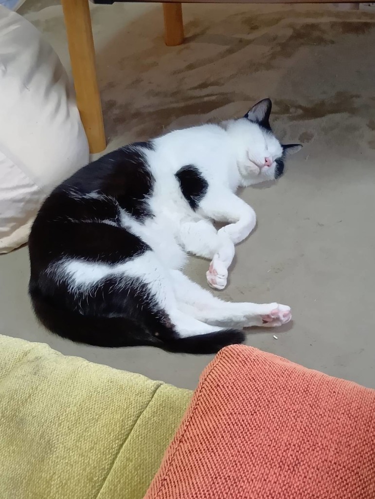 チーコ
