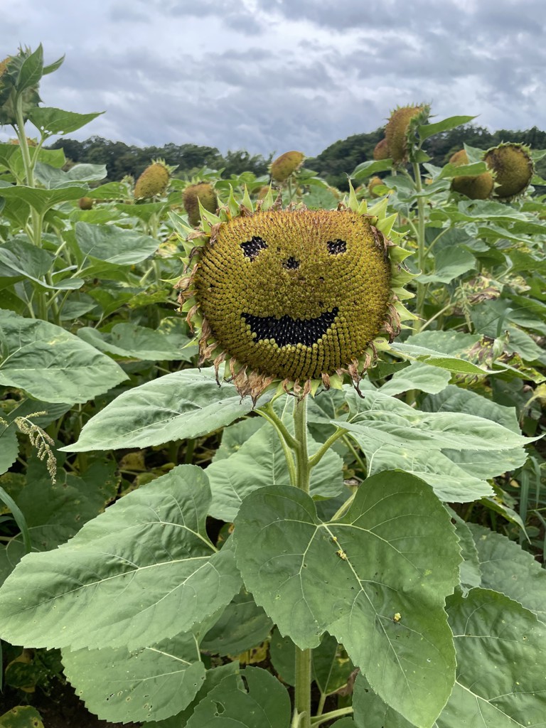 SUKALA】ダブルストラップリブロゴタンクトップ(XS・LLサイズ サンド