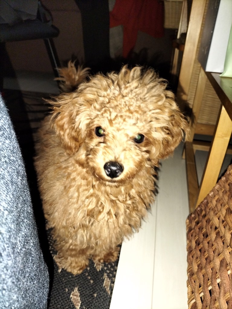 ユーザーアイコン
