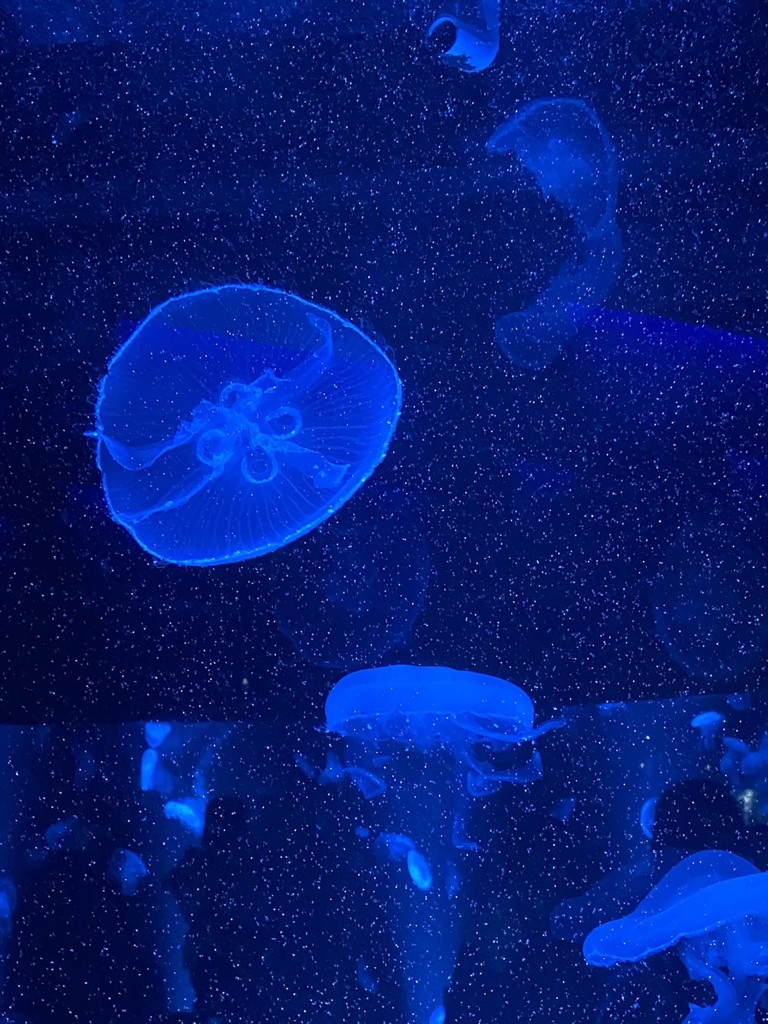 タロちん