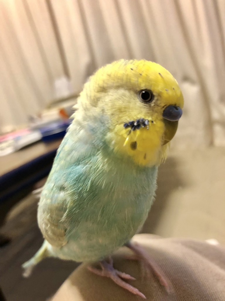 SORA