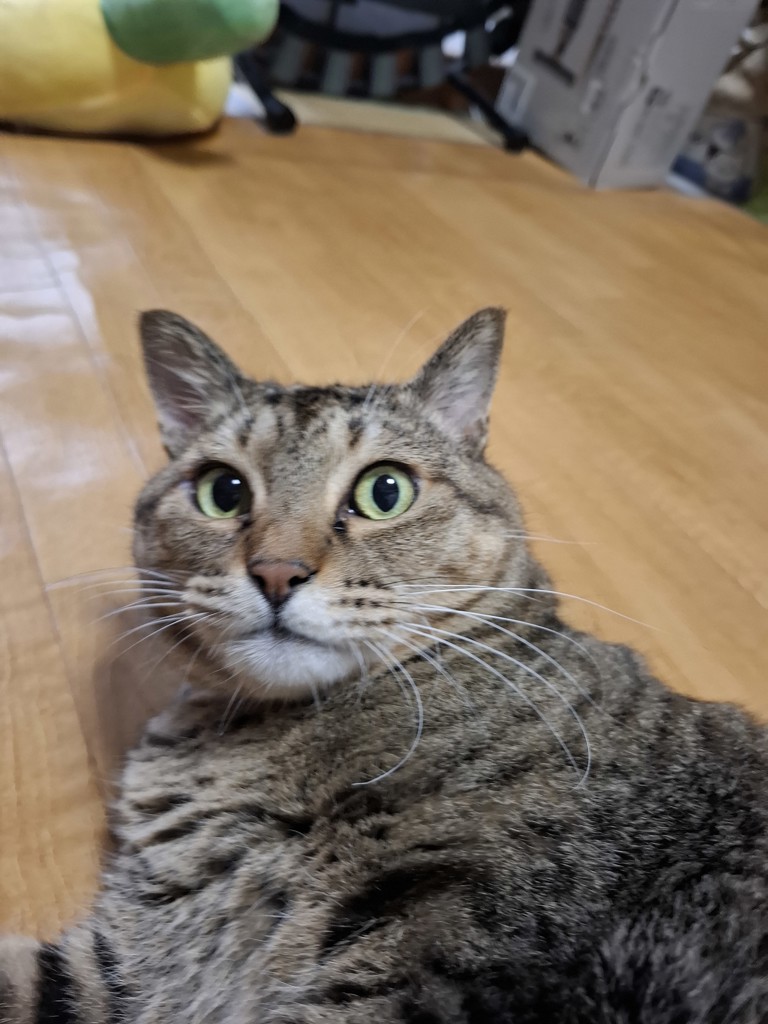 タロジイ