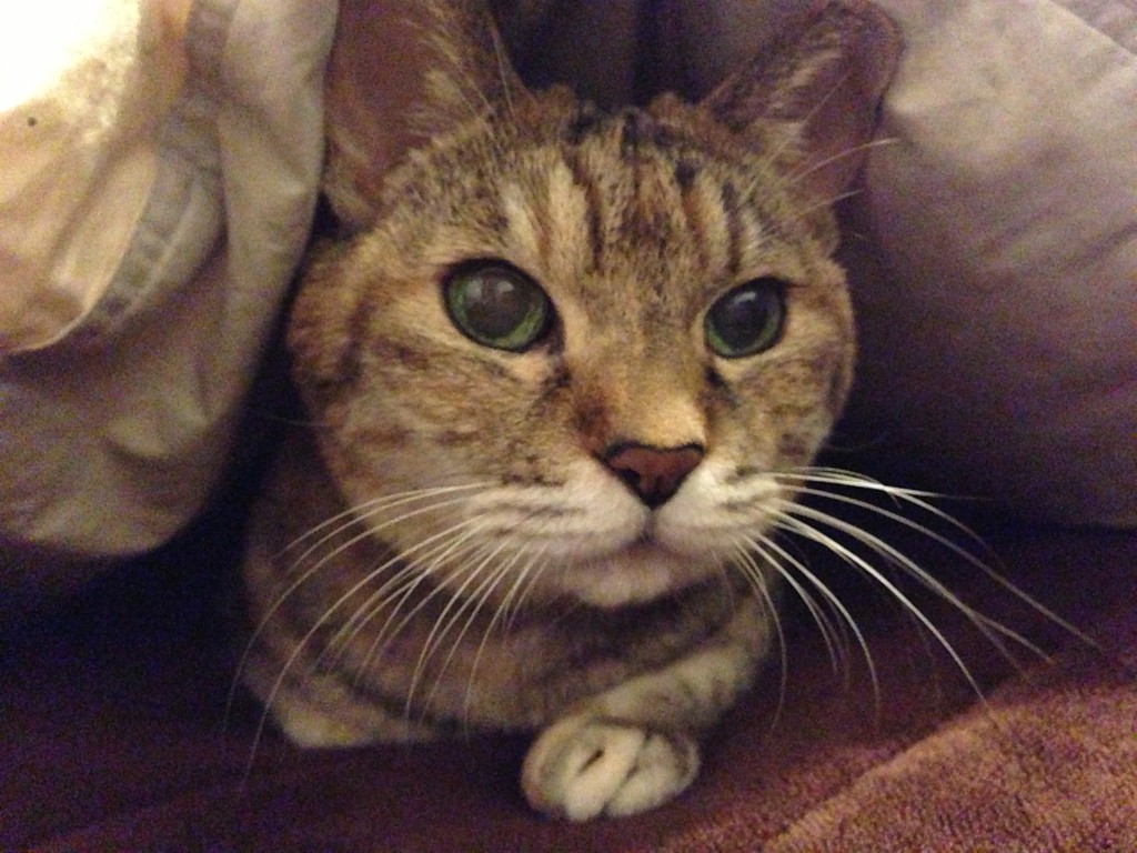 サラ