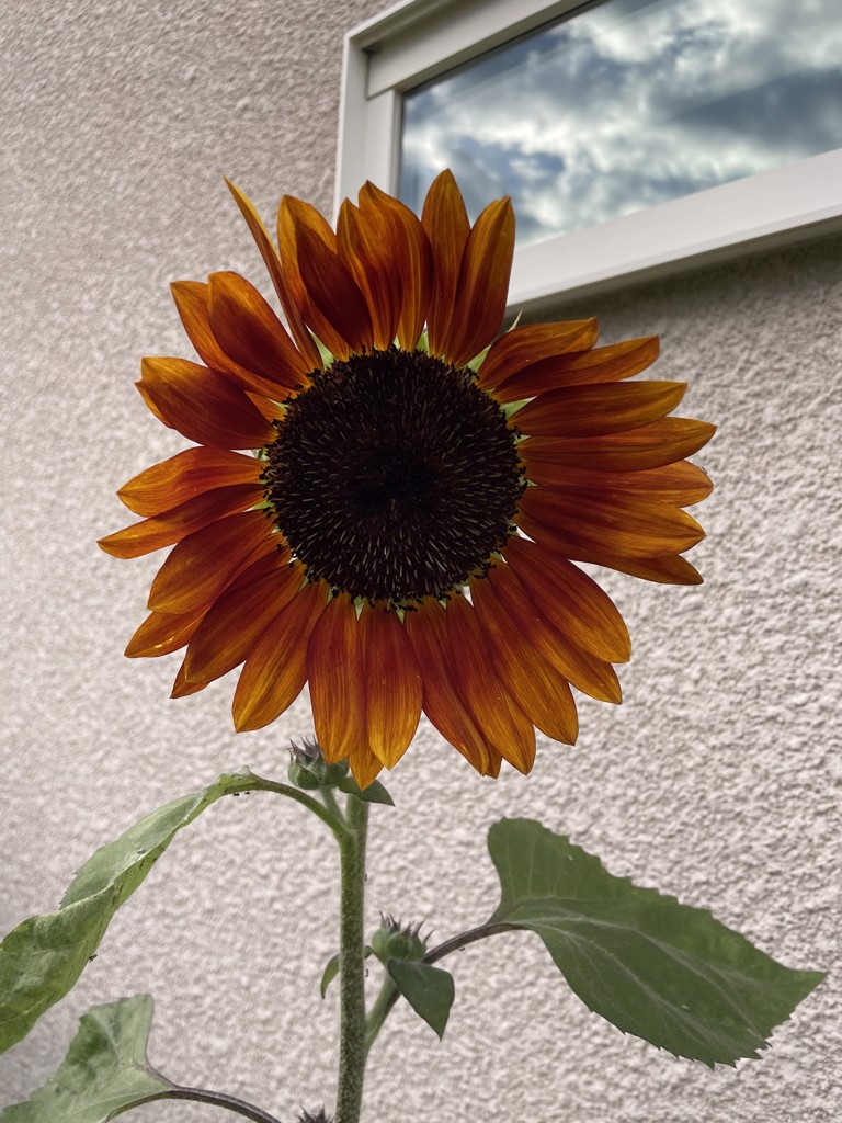 なち