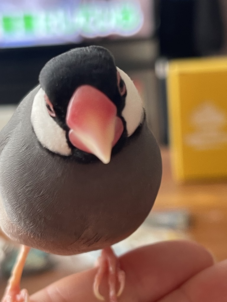ちゃさこ