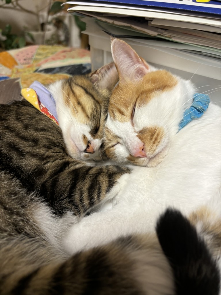 こむ♡あん