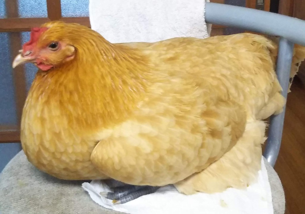 かいじゅうたちの母