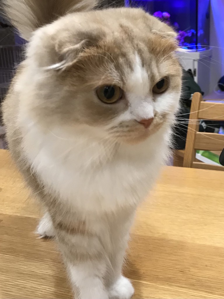 kiti