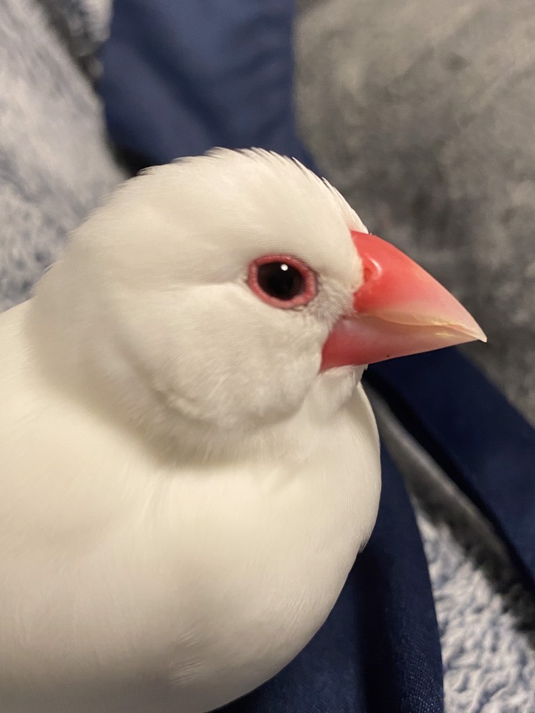 ぴこ