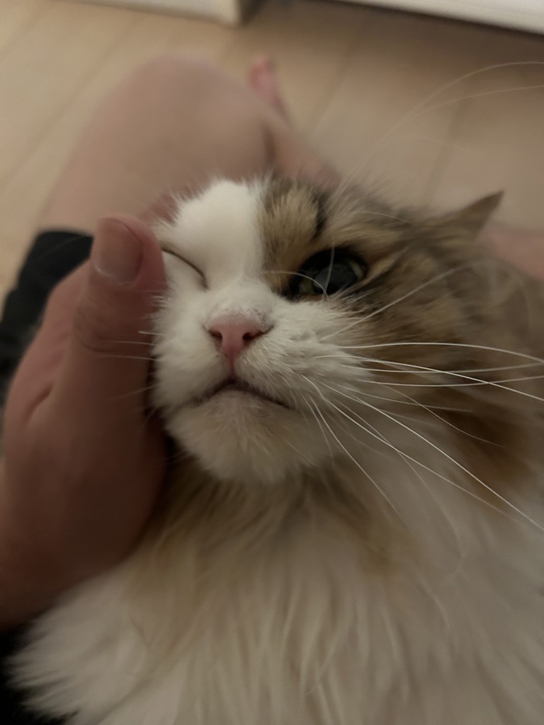がっちゃん