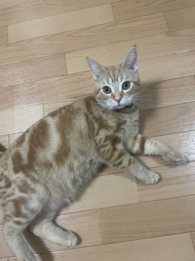 comugicco