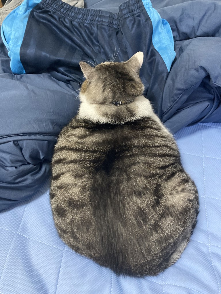 加糖症