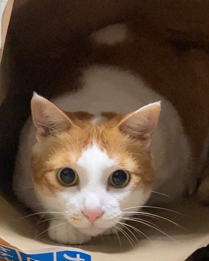 はるるん