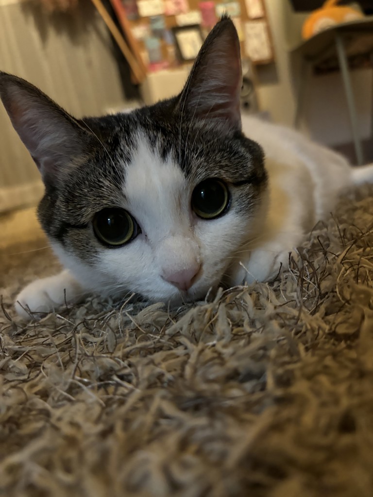 Ami