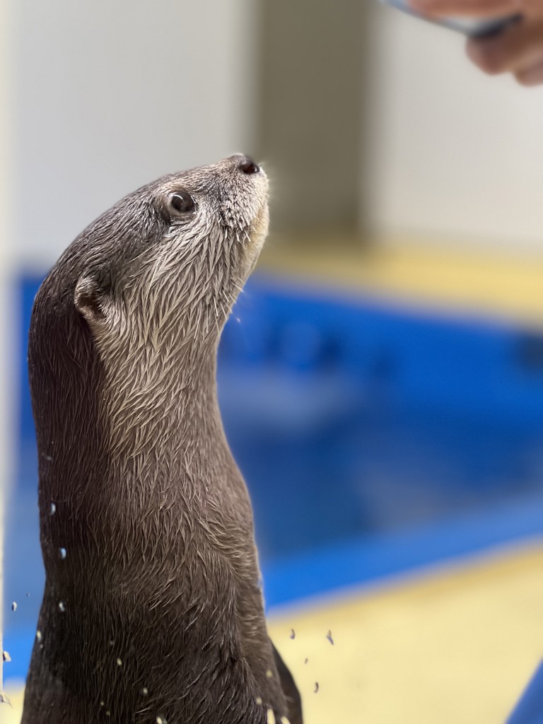 SUKALA】Yogi Rug(ターコイズ・ピーチスキン・ライラック・アクア