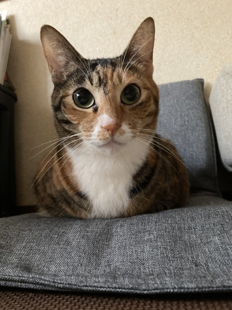 知花