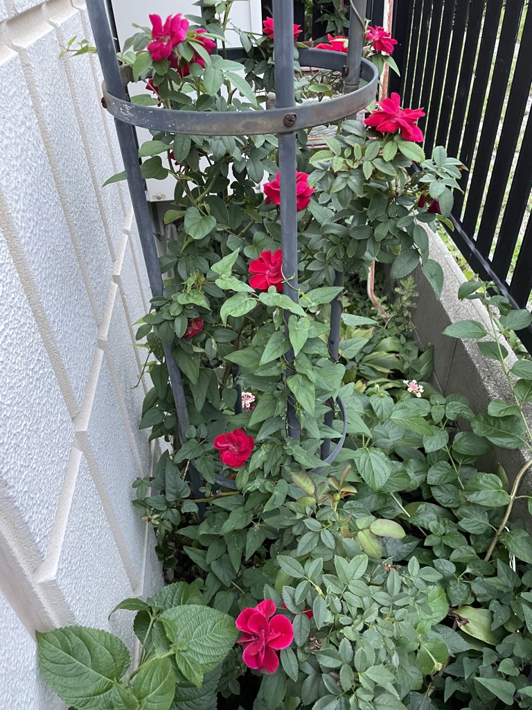花好きママ