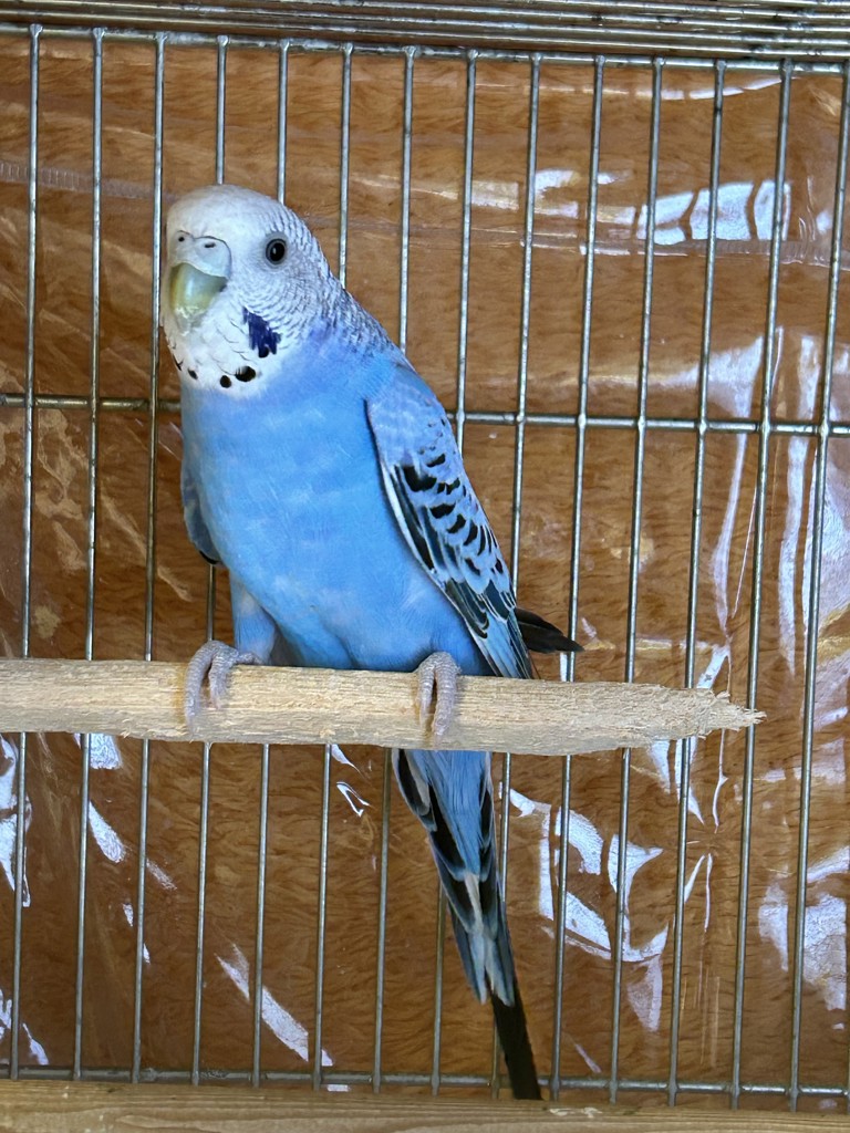 ユーザーアイコン