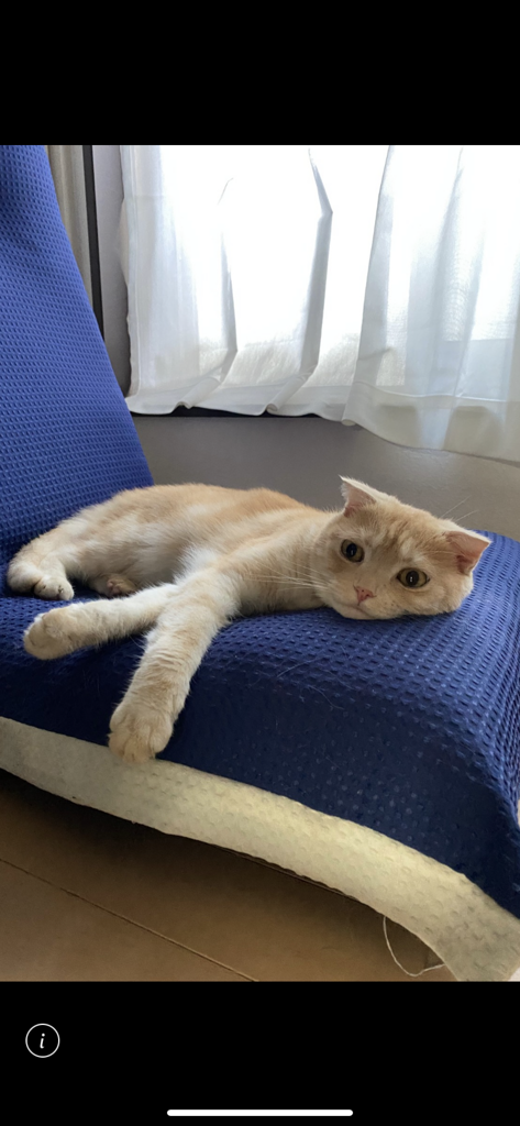 きなこ