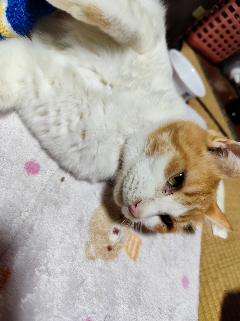 ネコのおかあさん
