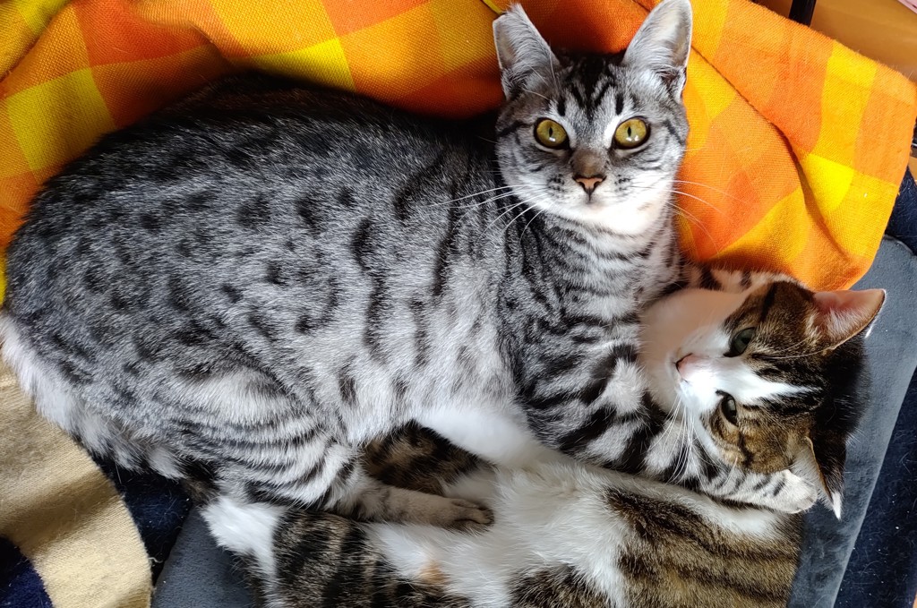 のねこ