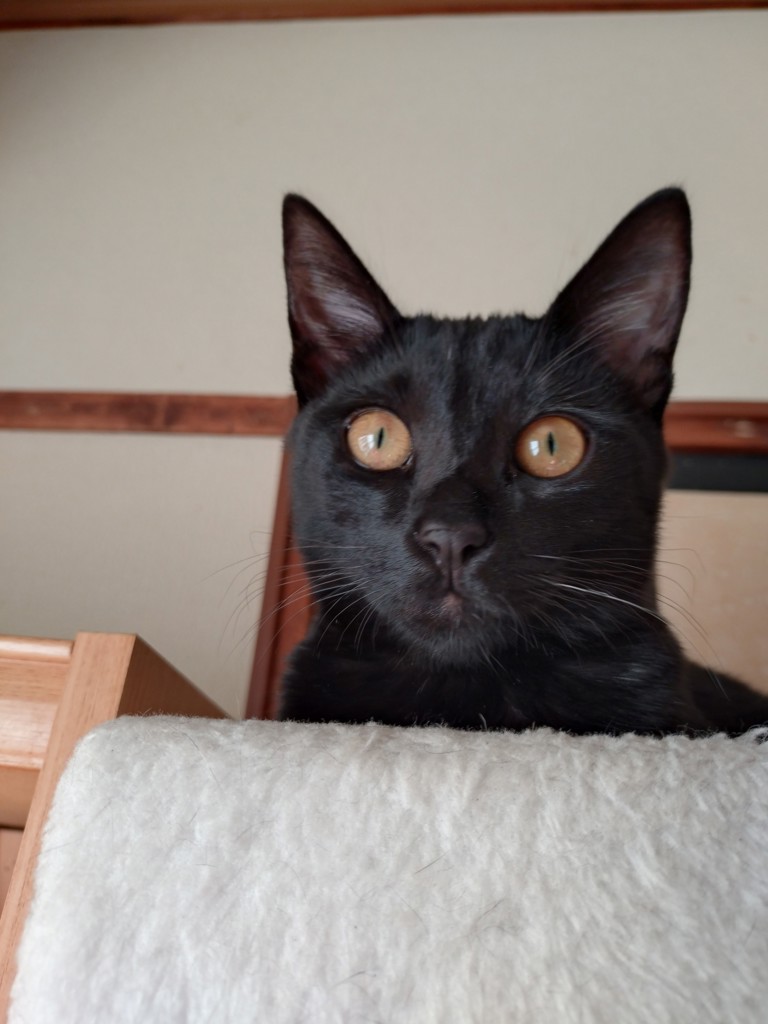 ユーザーアイコン