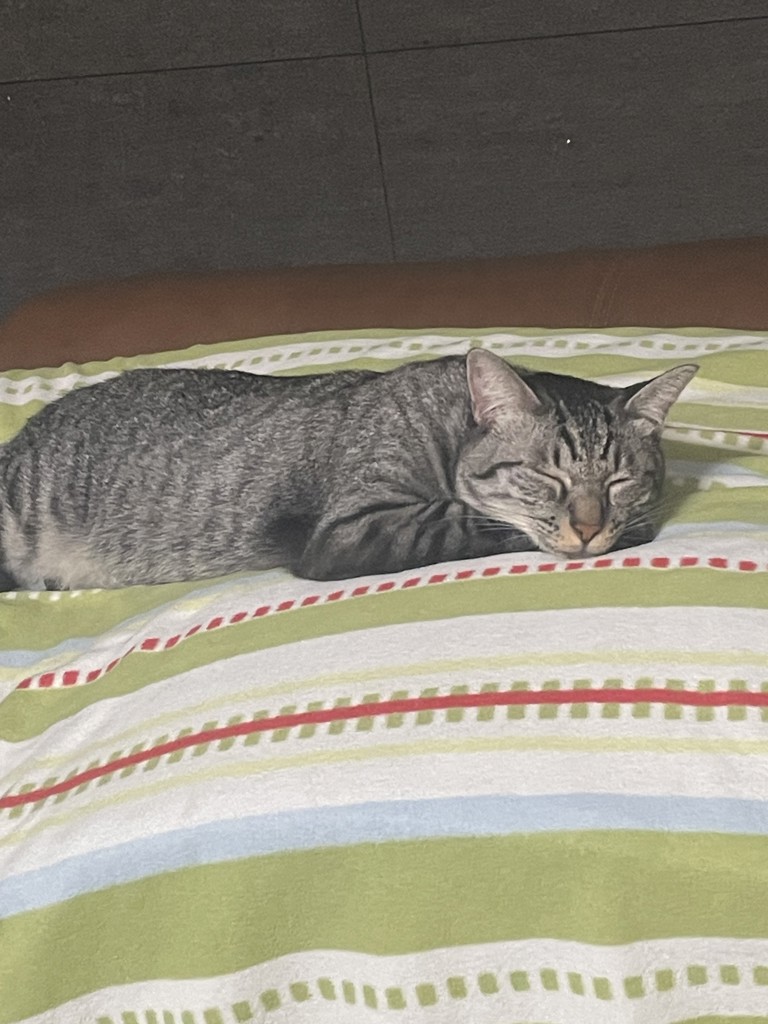 ホムクー
