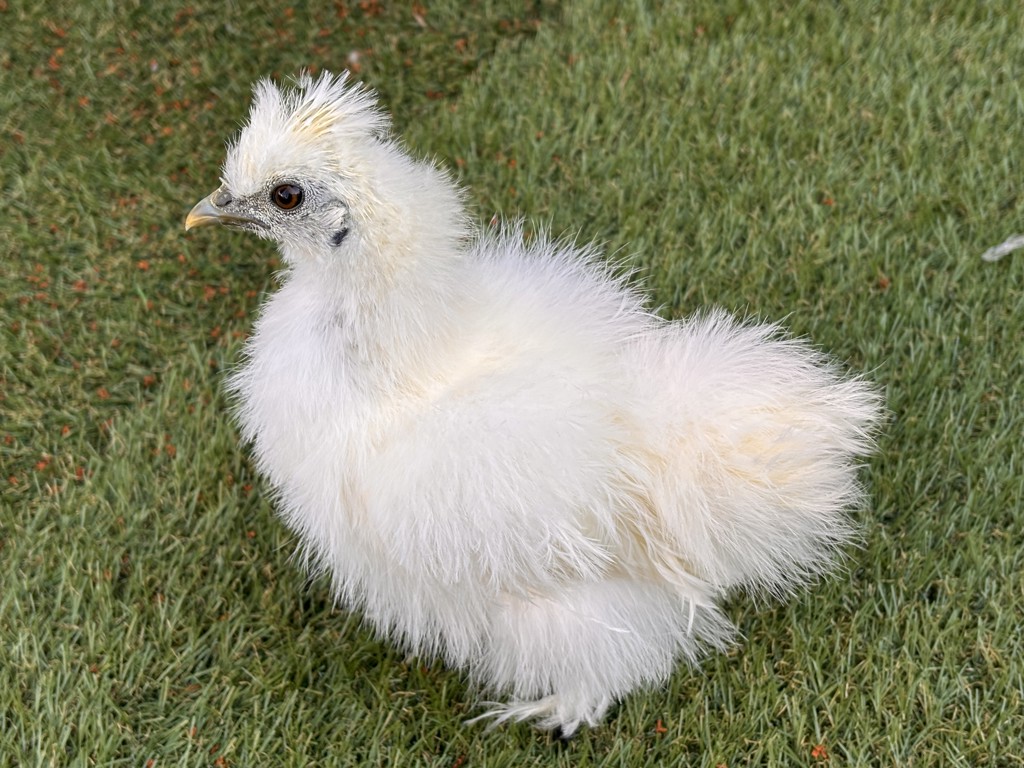 SUKALA】ブラトップ付きバルーンカシュクールトップス(Lサイズ