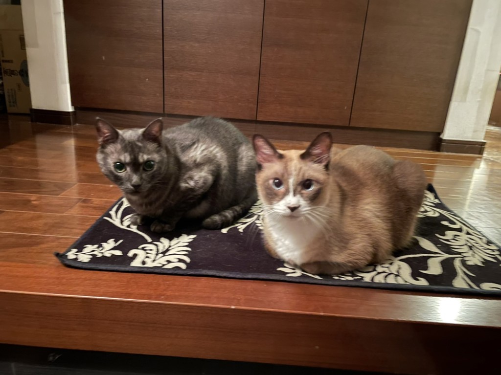ひなこまち