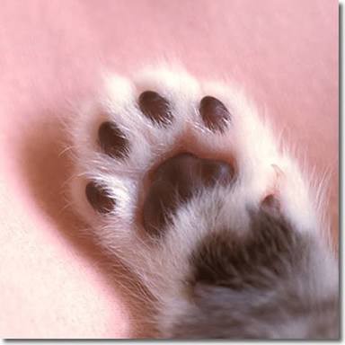 cattamer