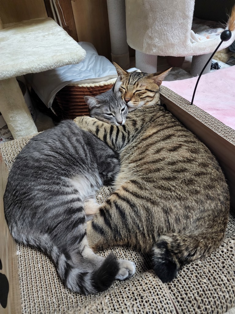 えむとら