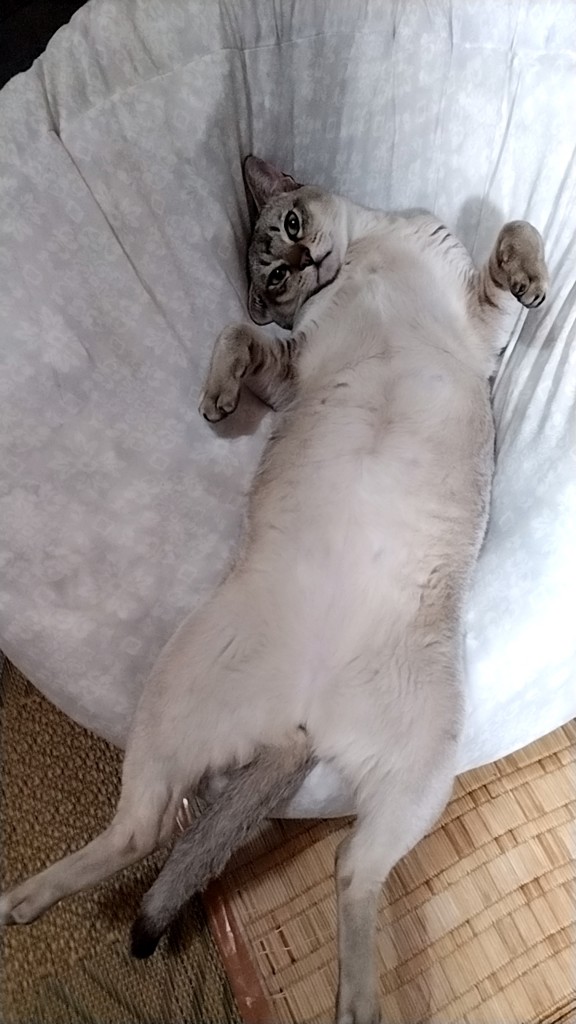 ささ
