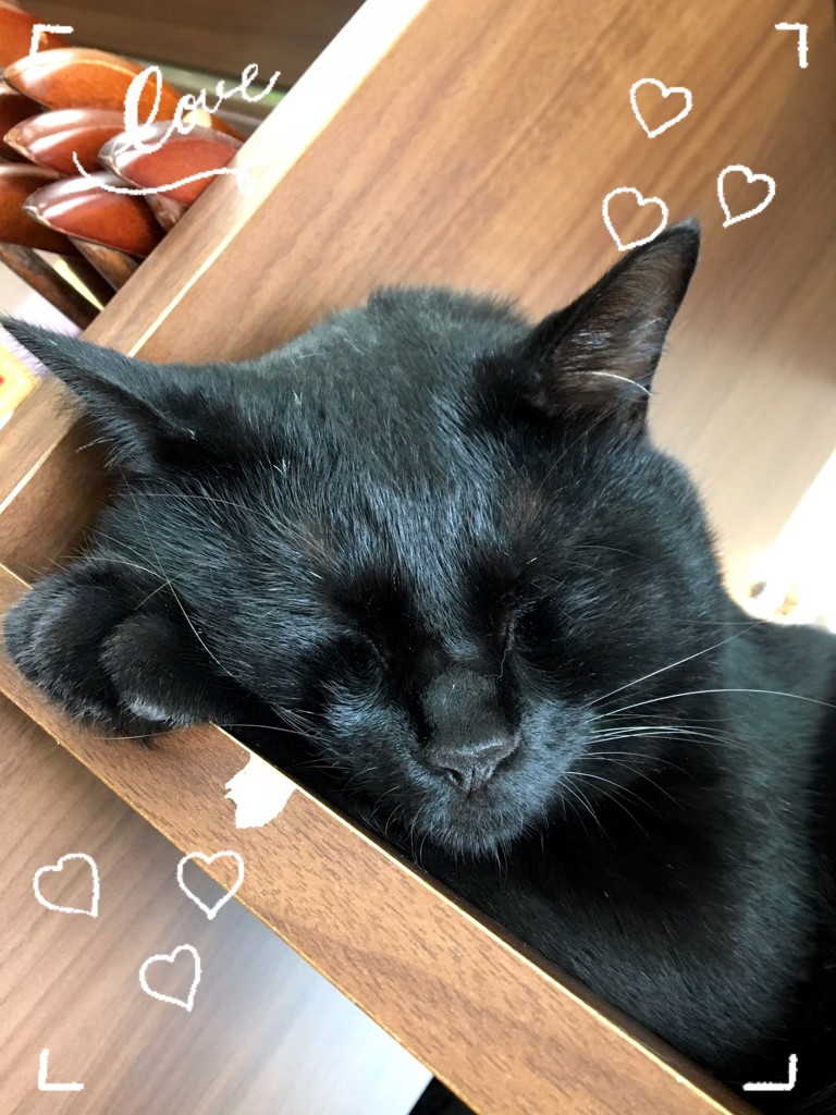デブ猫ちゃん