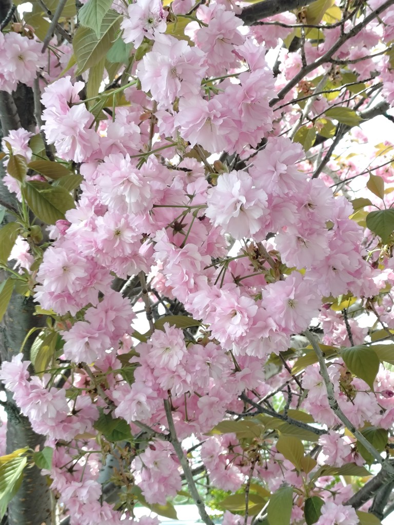 ささみ