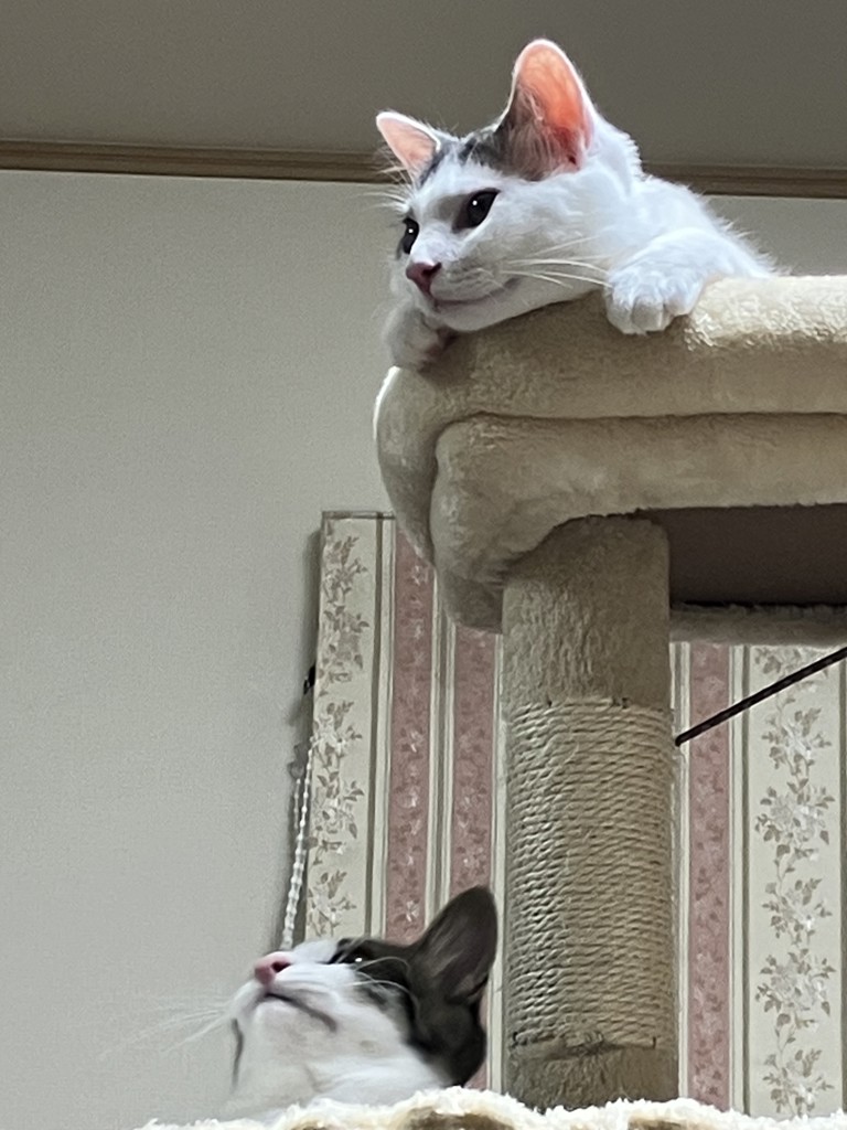 ふりーのレスラー