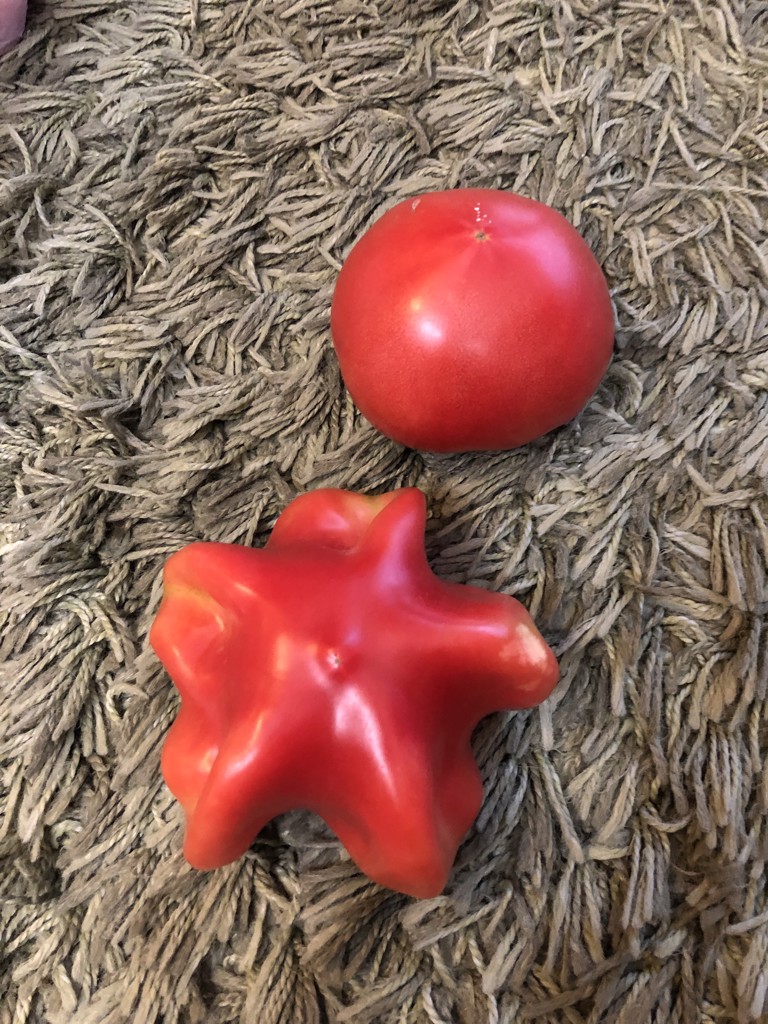 たかちょ