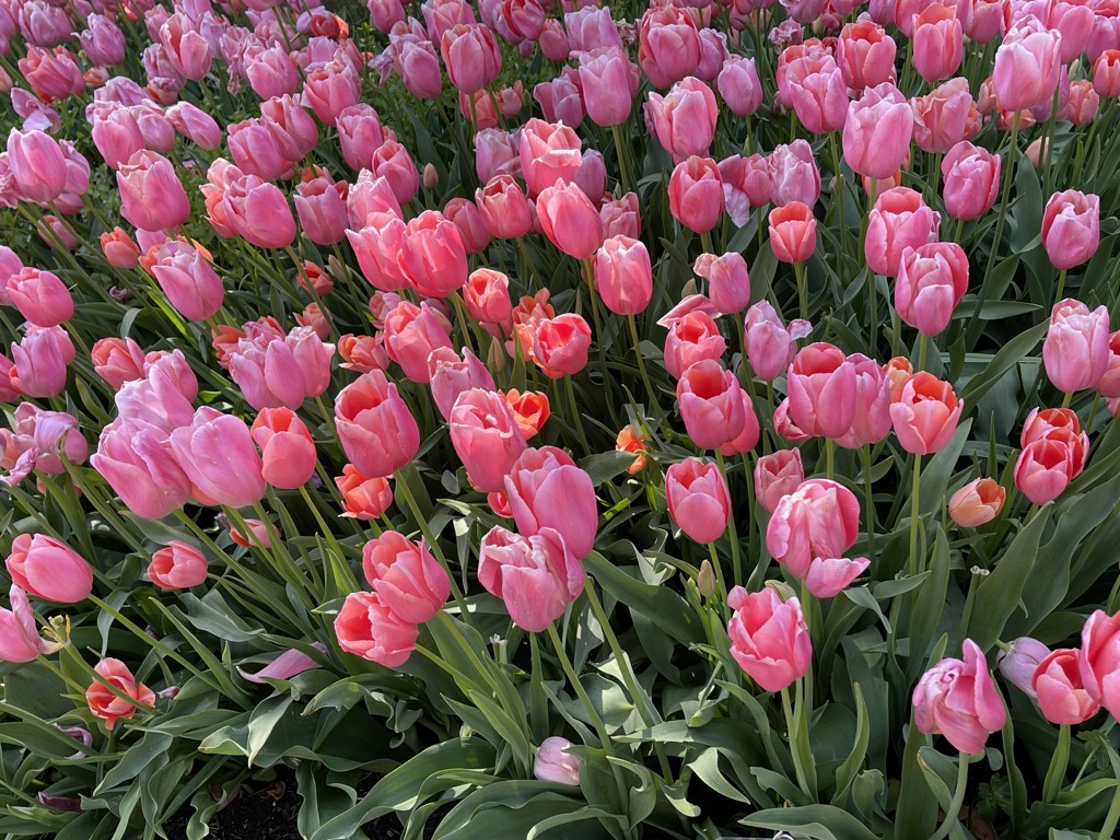 無名のヒカセン