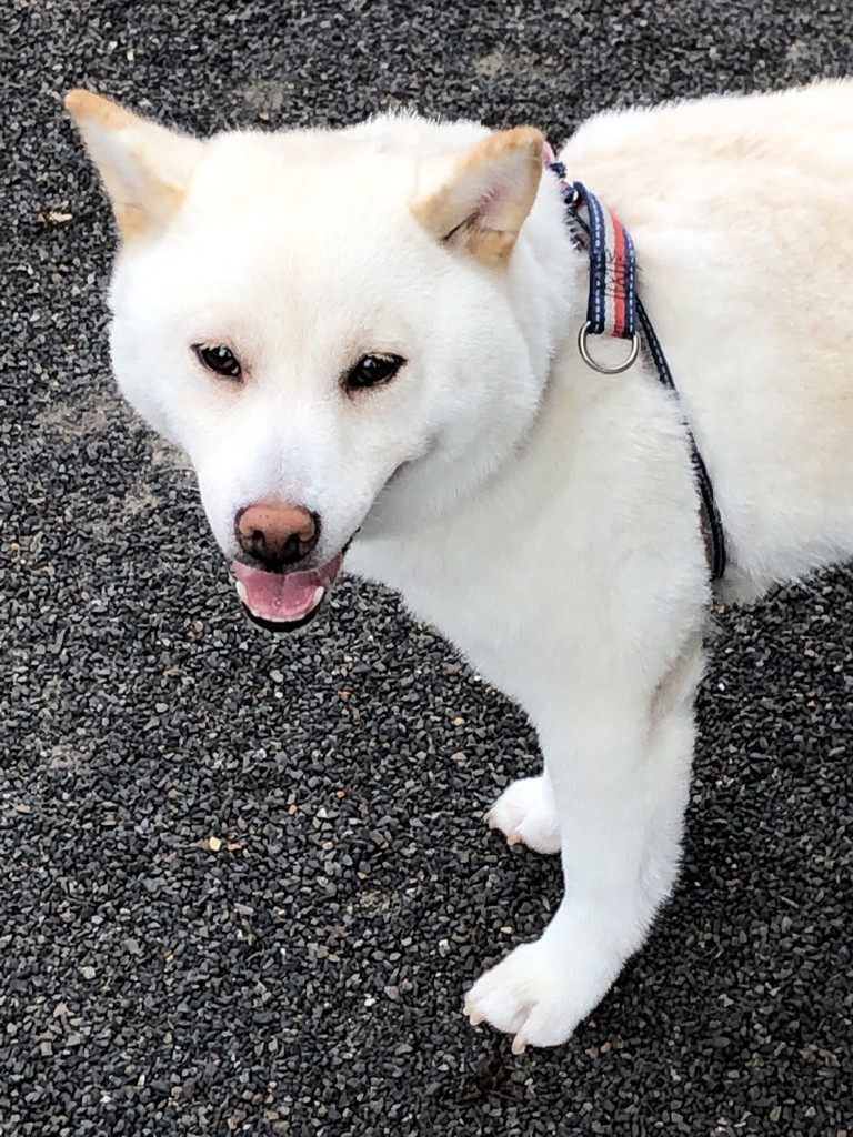 Maru