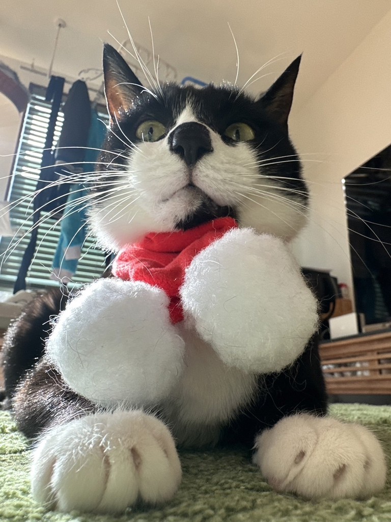 cat pork