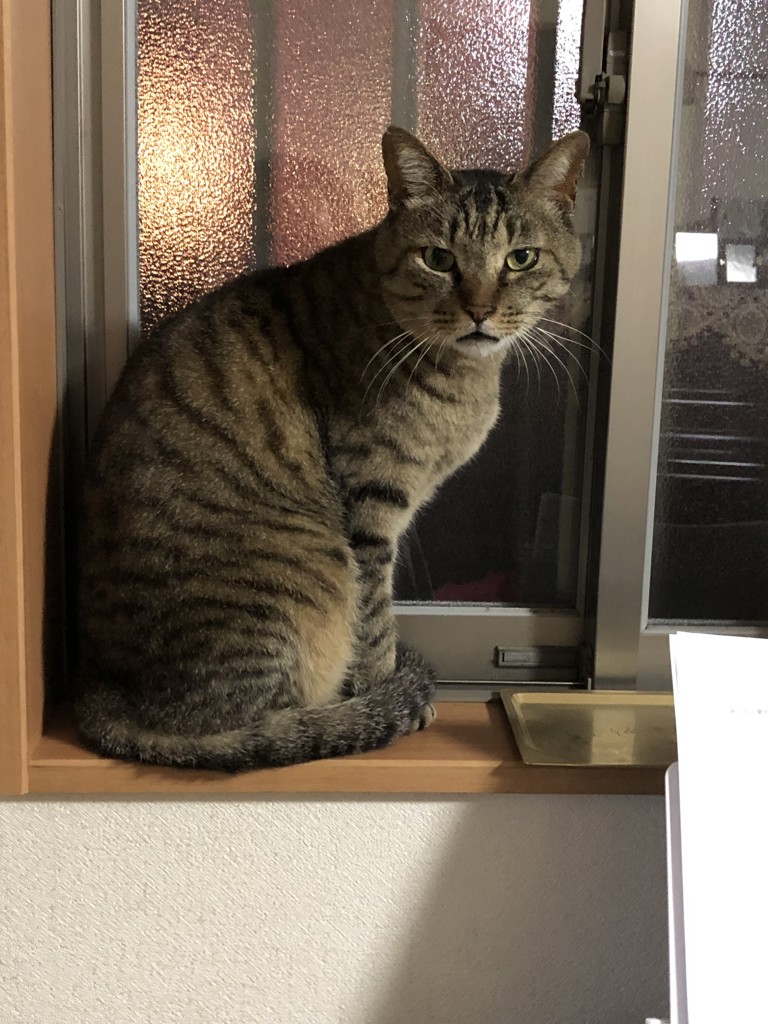 ユーザーアイコン