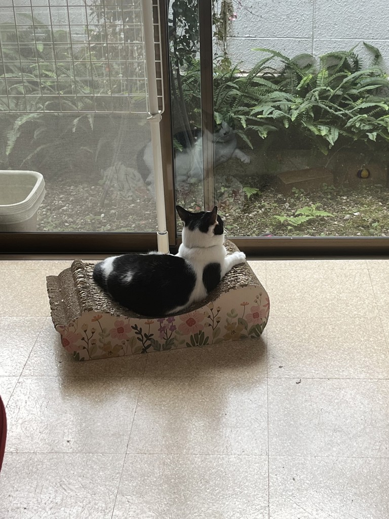 けろり