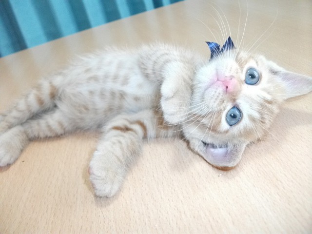 きなこ