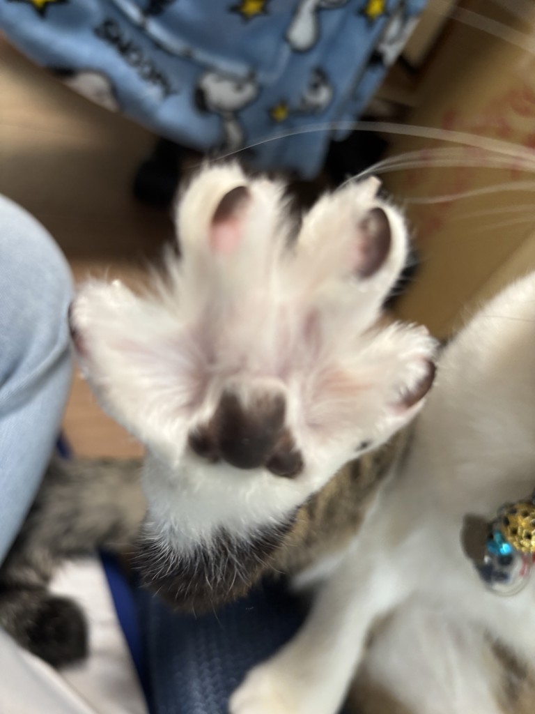 パンダーゼット