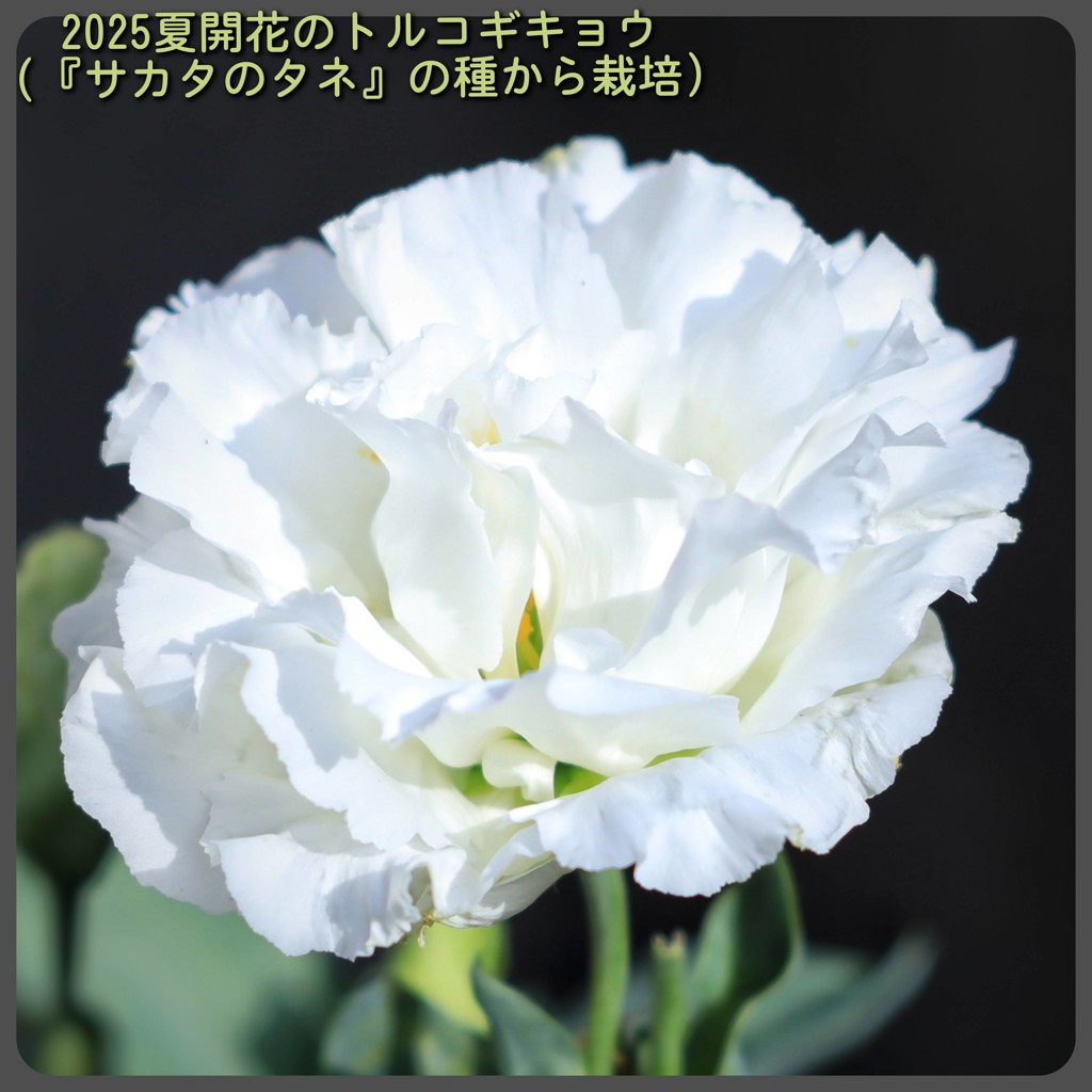 そらにん