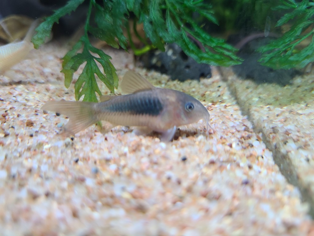 SUKALA】ルーシュドウエストフレアレギンス(S・M・Lサイズ メランジ