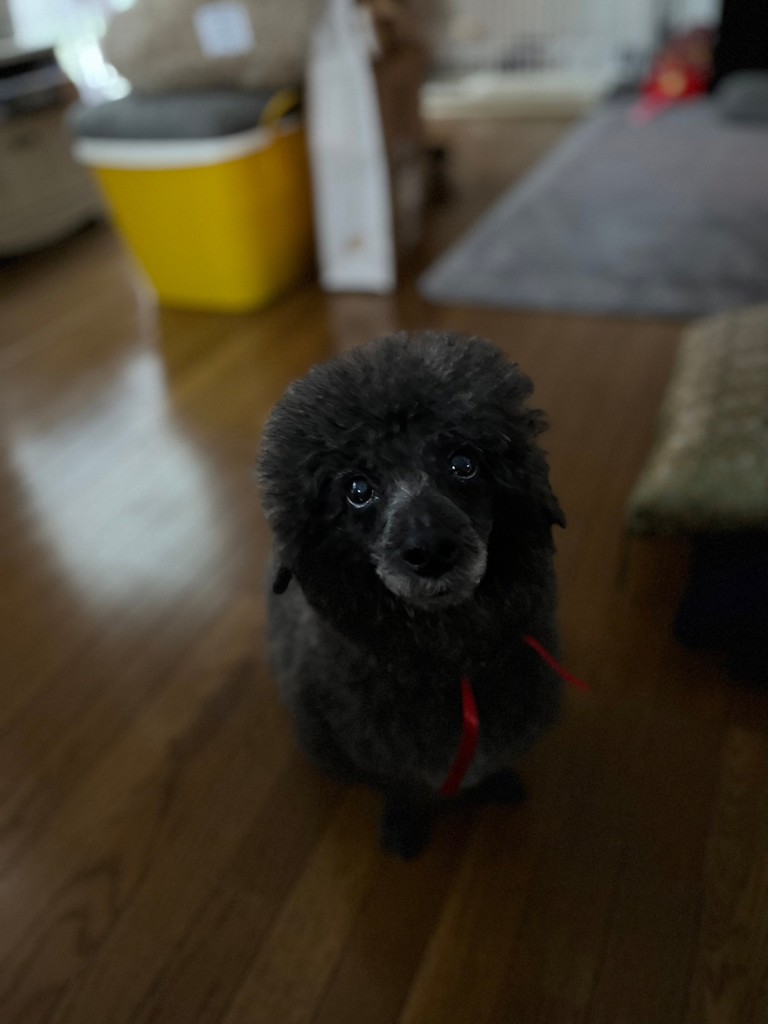 ゴエモン