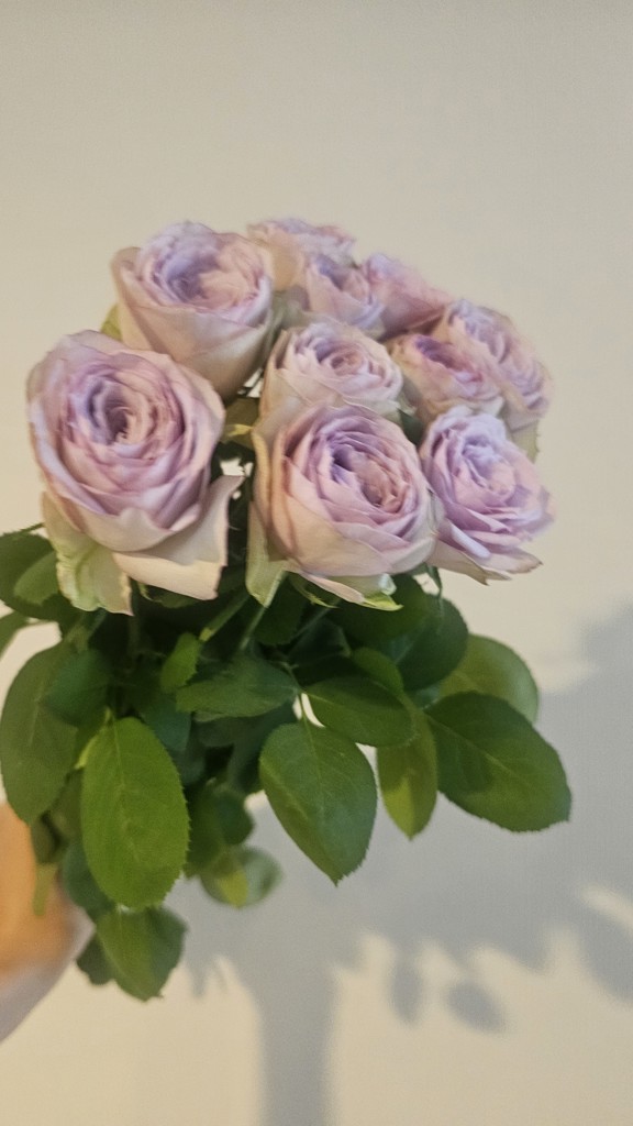 生花】バラ(緑) 品種おまかせ【60cm/静岡県】｜Flower Smith