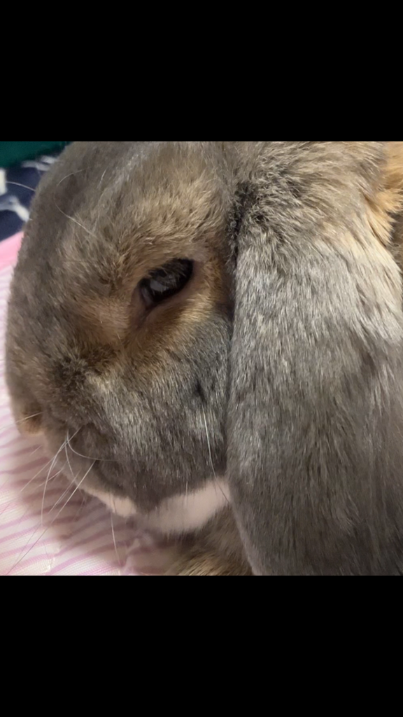 かおきなこ
